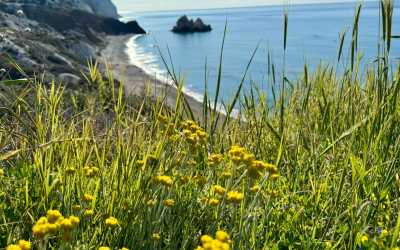Wycieczka fakultatywna, Wycieczka na plażę Skała Afrodyty z karmieniem osiołków z Pafos