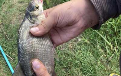 Obóz młodzieżowy, Piecki - obóz wędkarski Mazurskie Chaty, 10 dni 10-14 lat